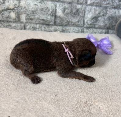 ブリュッセルグリフォン　ご家族様が決まりました