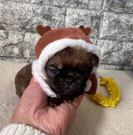 ブリュッセルグリフォン　ご家族様が決まりました。