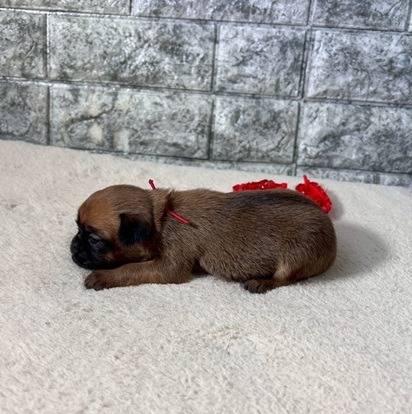 ブリュッセルグリフォン　ご家族様が決まりました