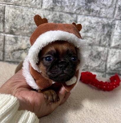 ブリュッセルグリフォン　ご家族様が決まりました