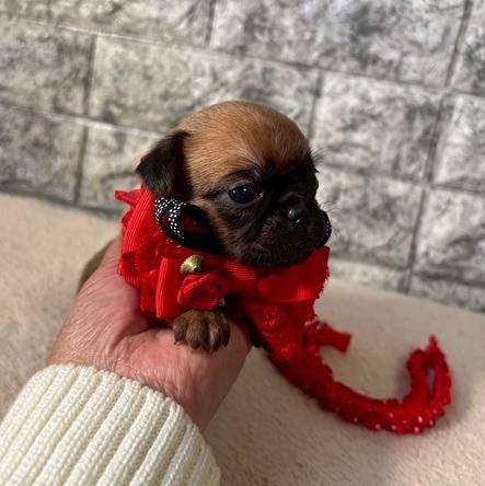 ブリュッセルグリフォン　ご家族様が決まりました