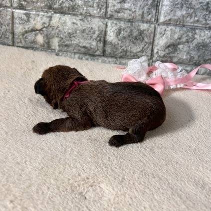 ブリュッセルグリフォン　ご家族様が決まりました。