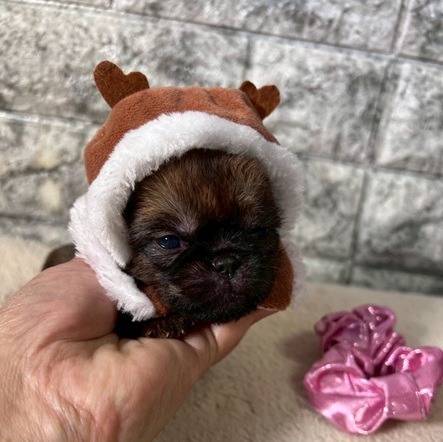 ブリュッセルグリフォン　ご家族様が決まりました。