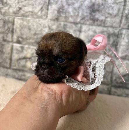 ブリュッセルグリフォン　ご家族様が決まりました。