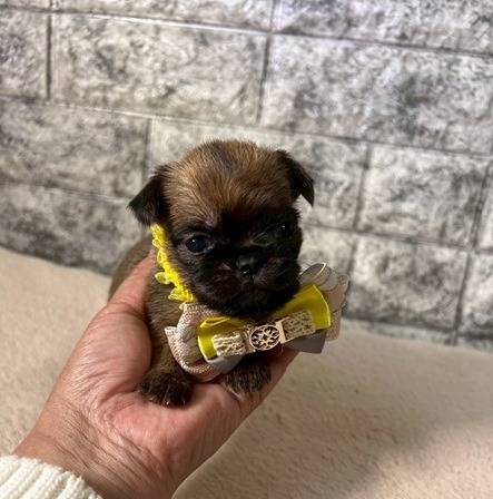 ブリュッセルグリフォン　ご家族様が決まりました。