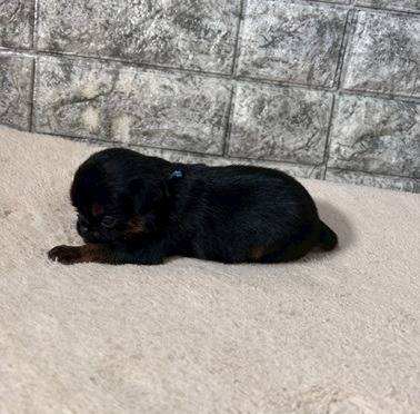 ベルジアングリフォン　ご家族様募集中です。