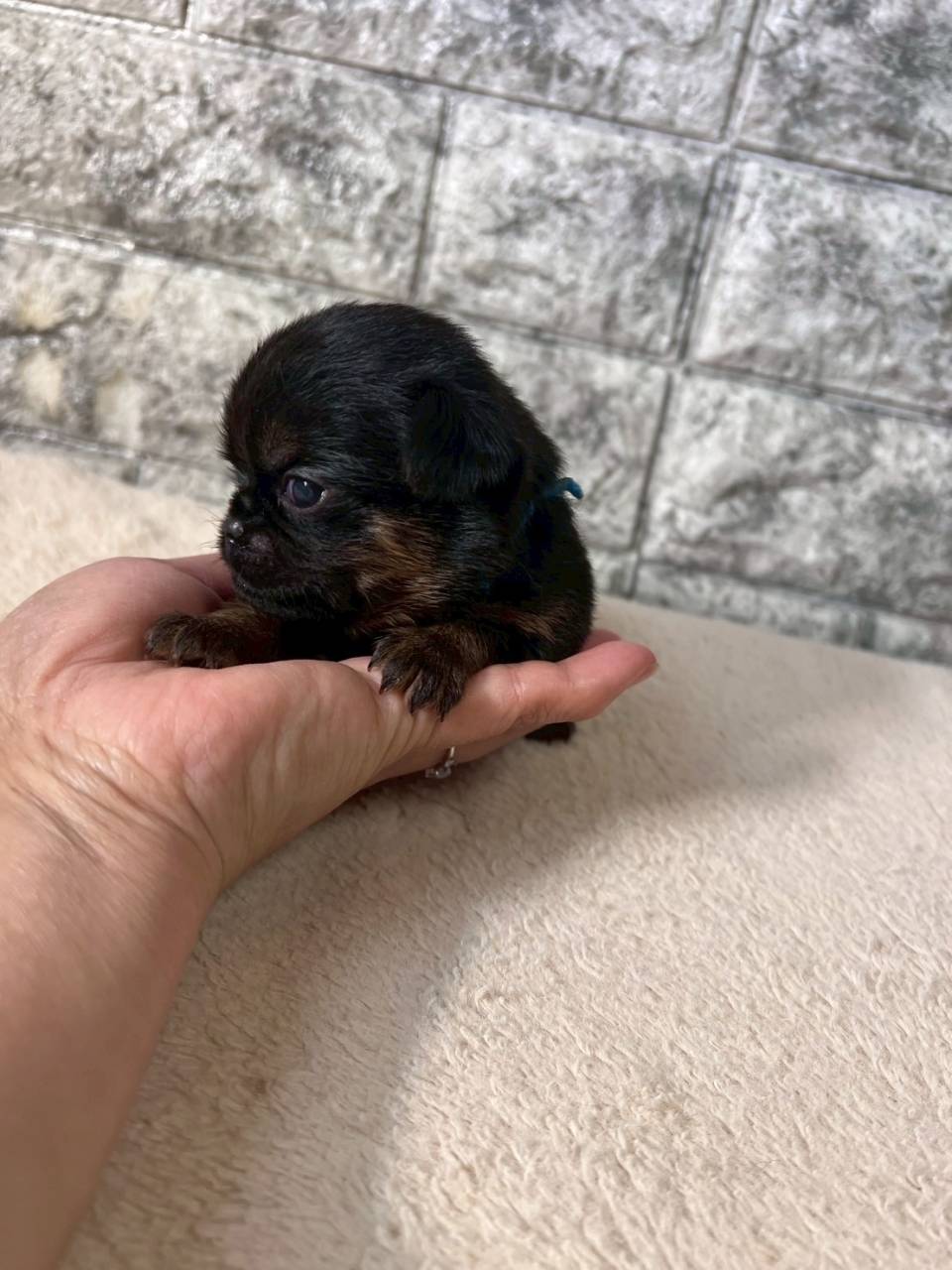 ベルジアングリフォン　ご家族様募集中です。