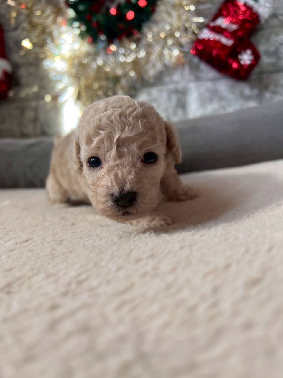 トイプードル　ご家族様が決まりました。