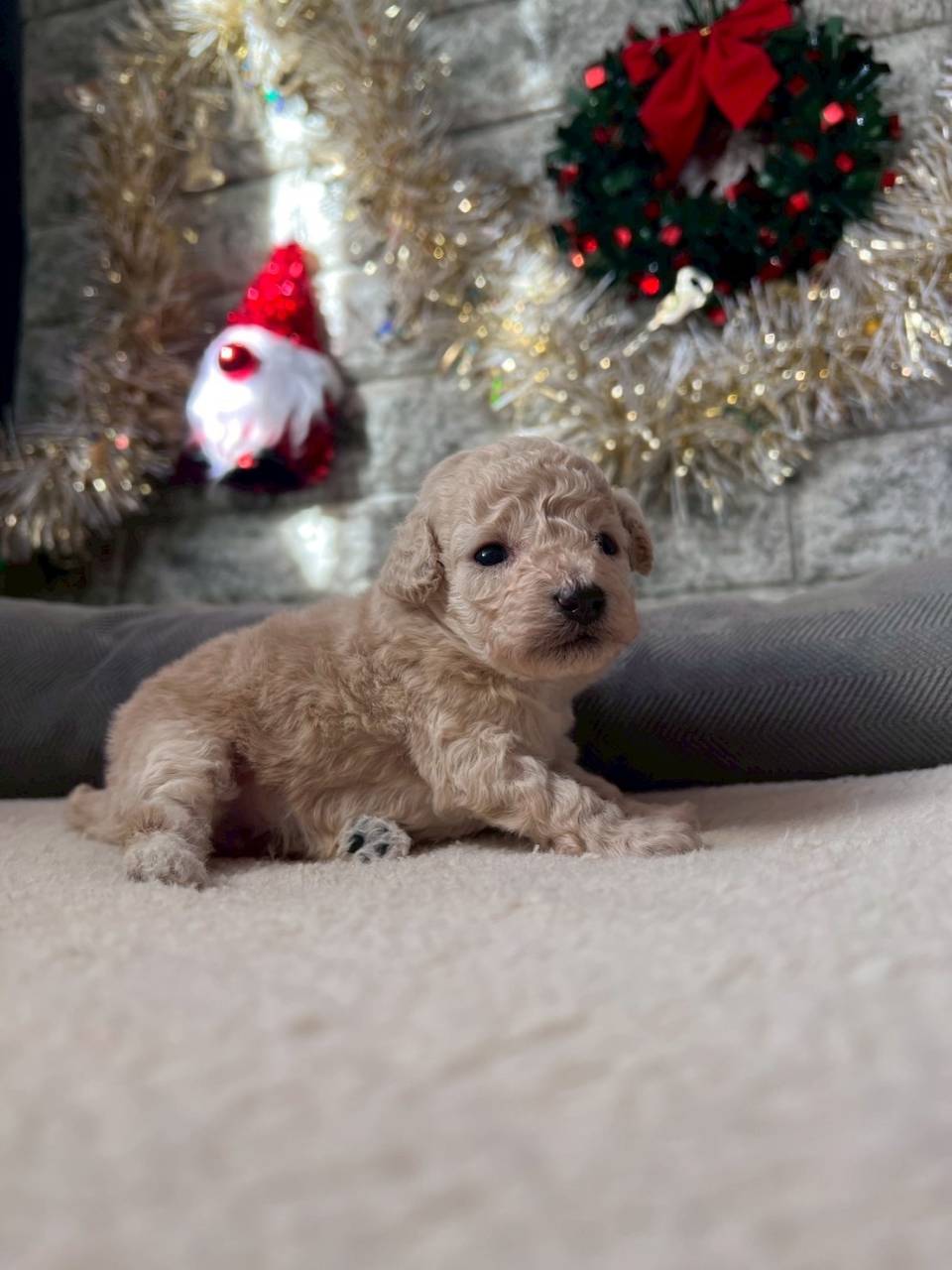 トイプードル　ご家族様が決まりました。