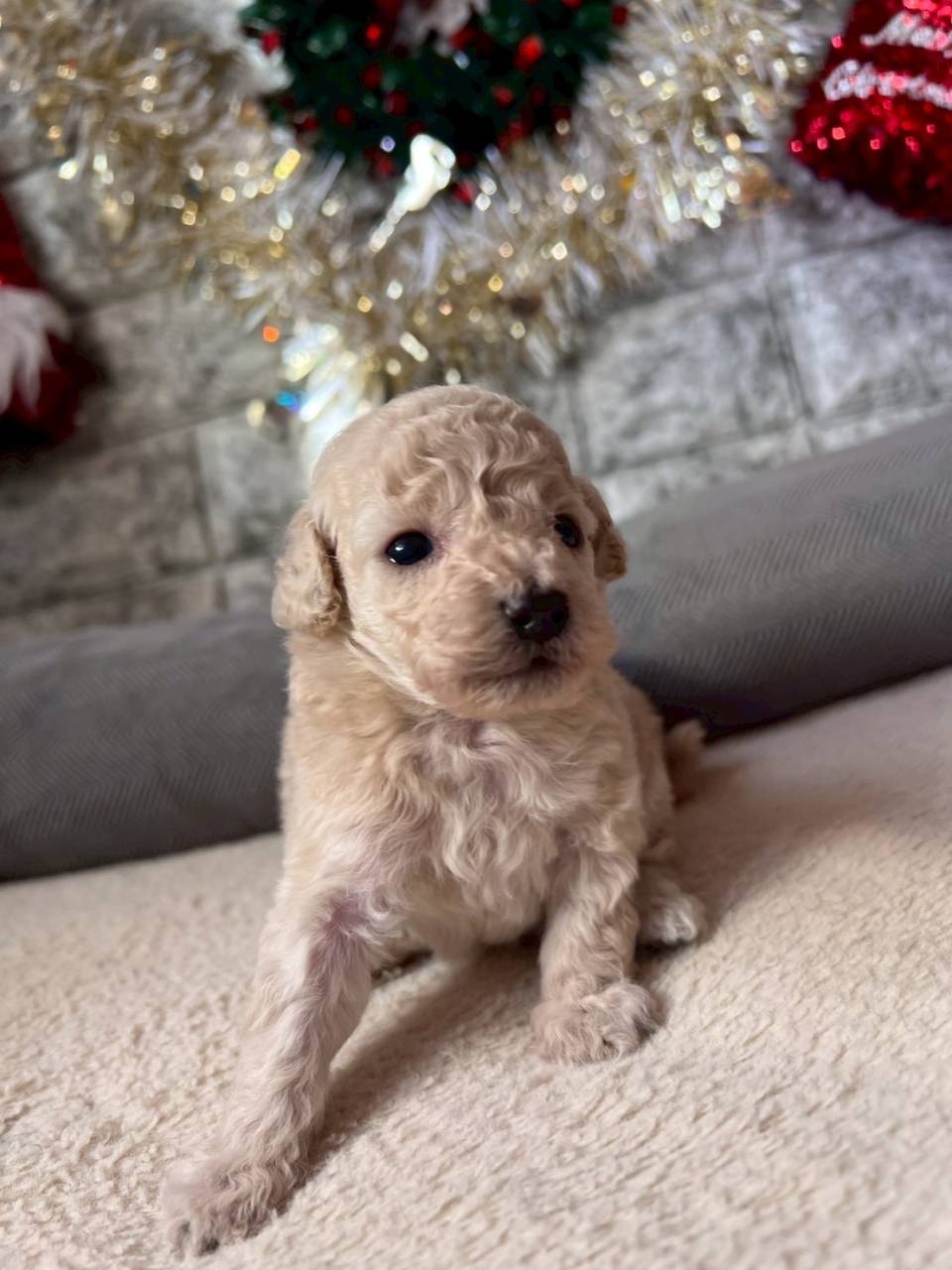 トイプードル　ご家族様が決まりました。