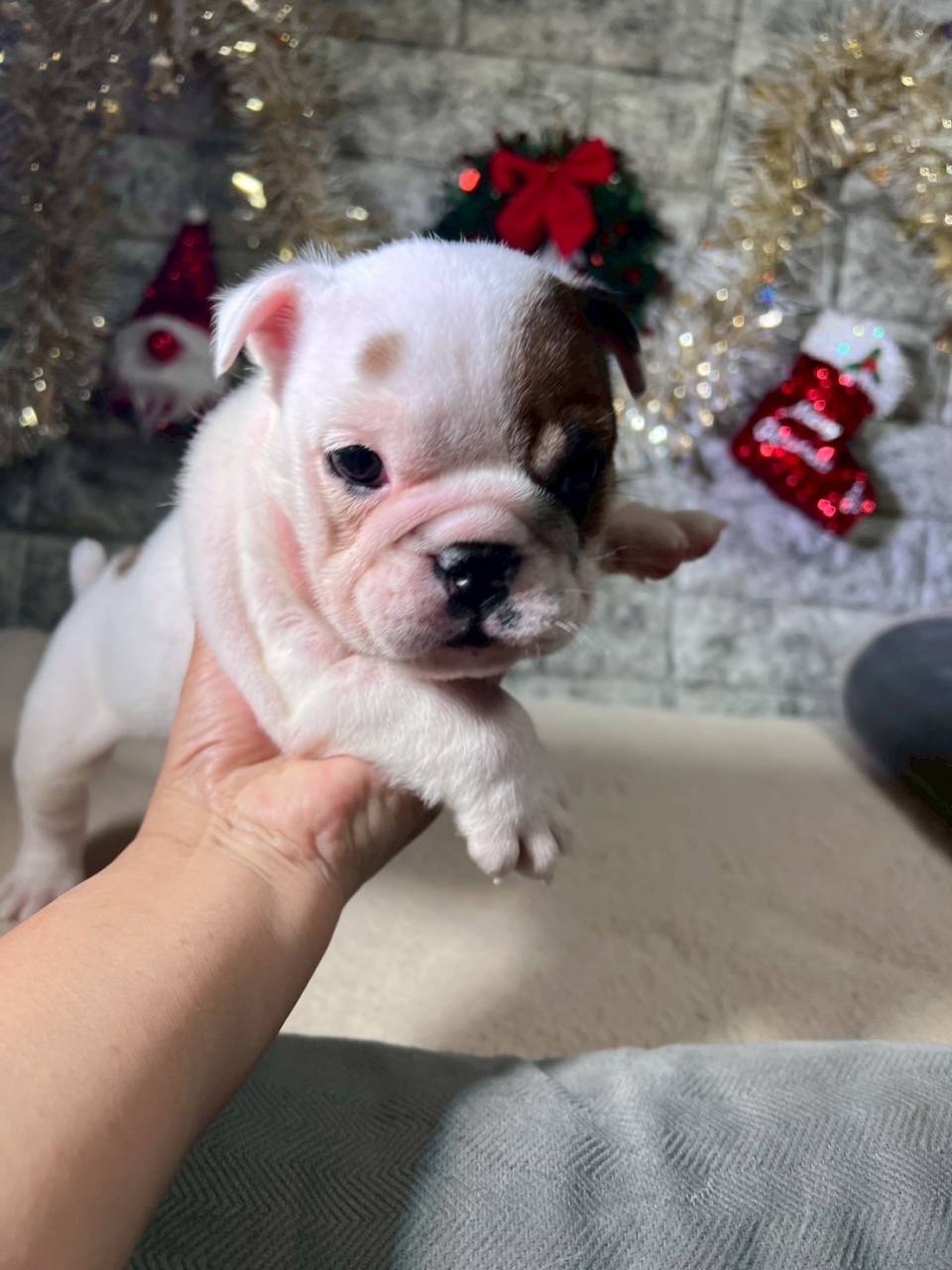 ブルドッグ　ご家族様決まりました。