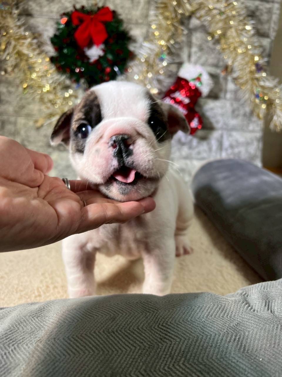 ブルドッグ　ご家族様が決まりました。
