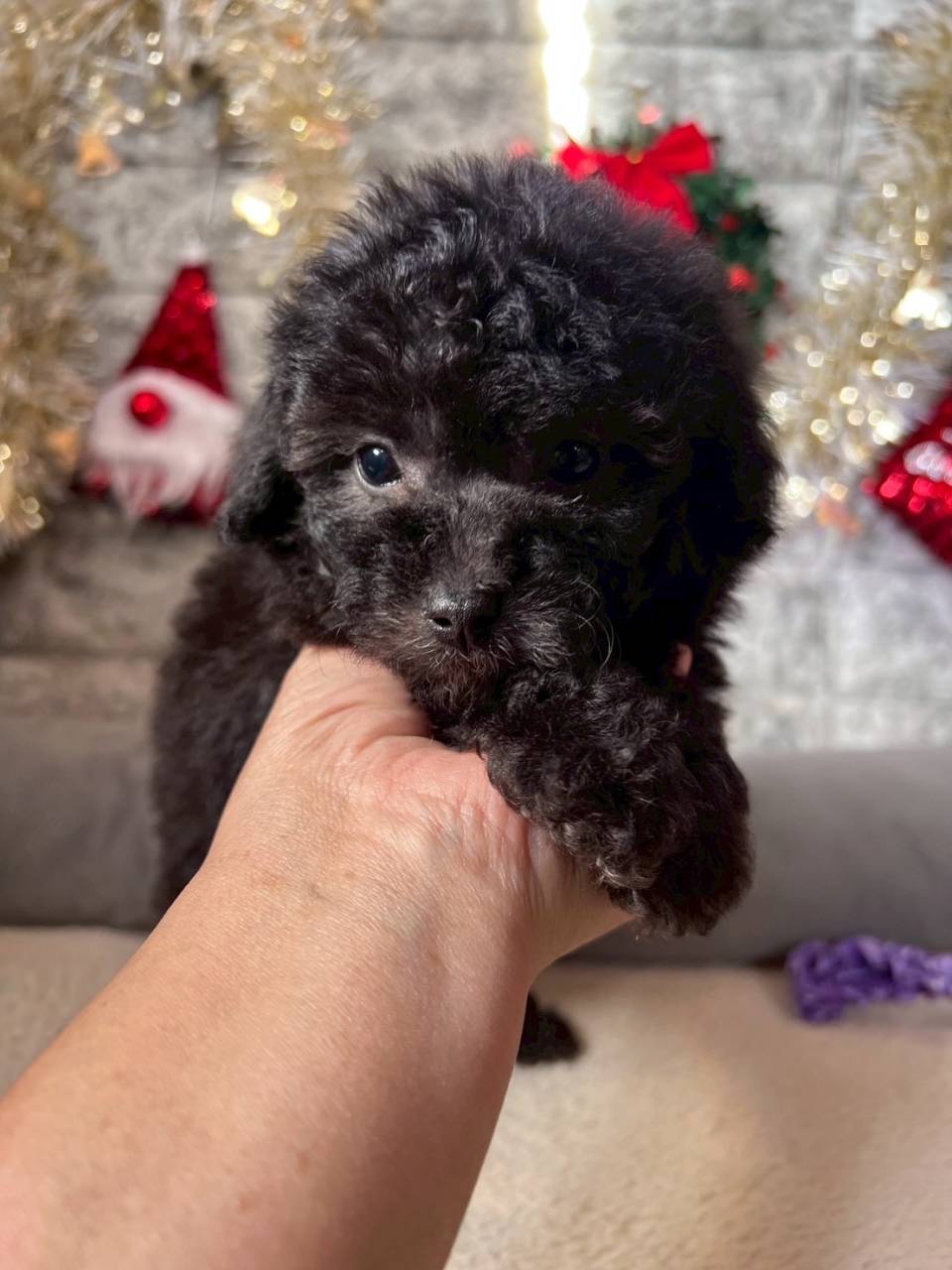 トイプードル　ご家族様が決まりました。