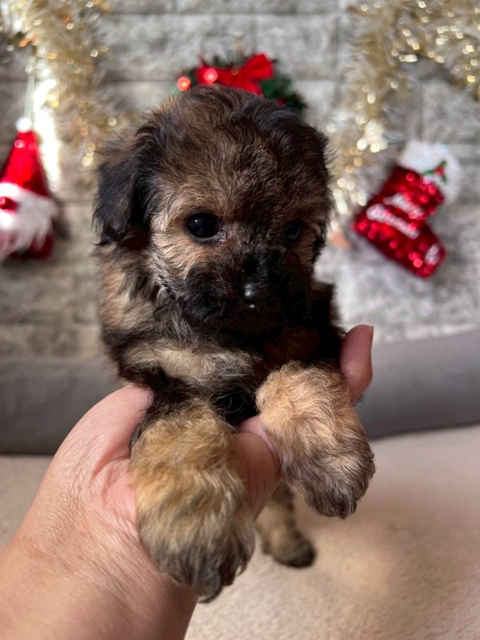 トイプードル　ご家族様が決まりました。