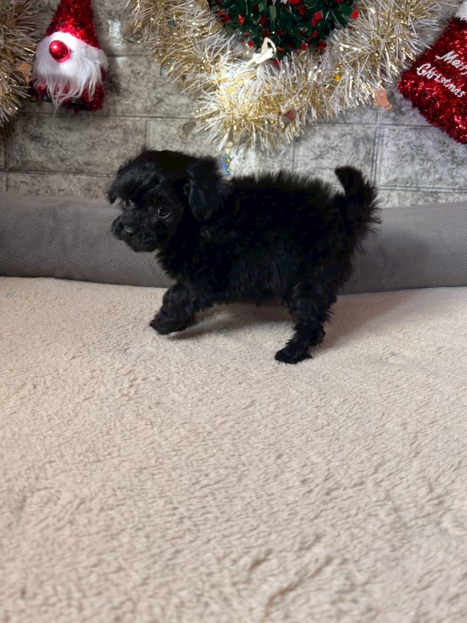 トイプードル　ご家族様が決まりました。