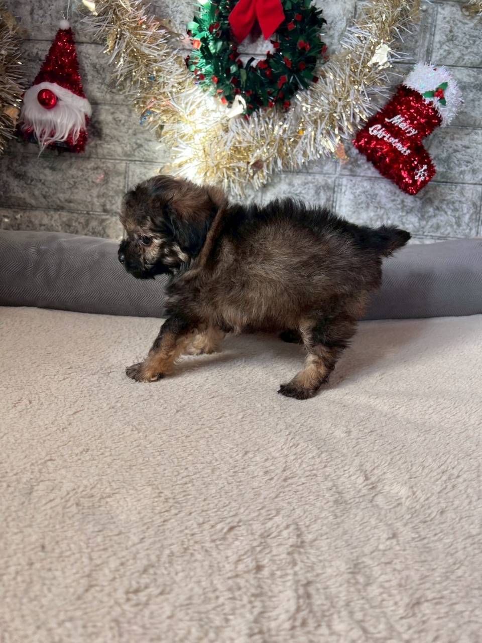 トイプードル　ご家族様が決まりました。