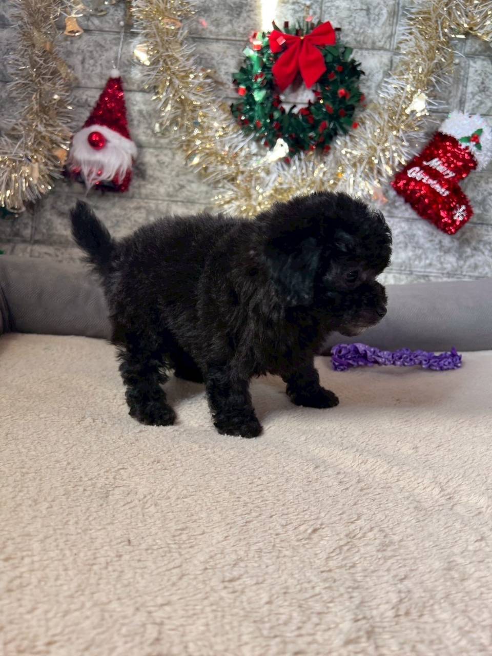 トイプードル　ご家族様が決まりました。