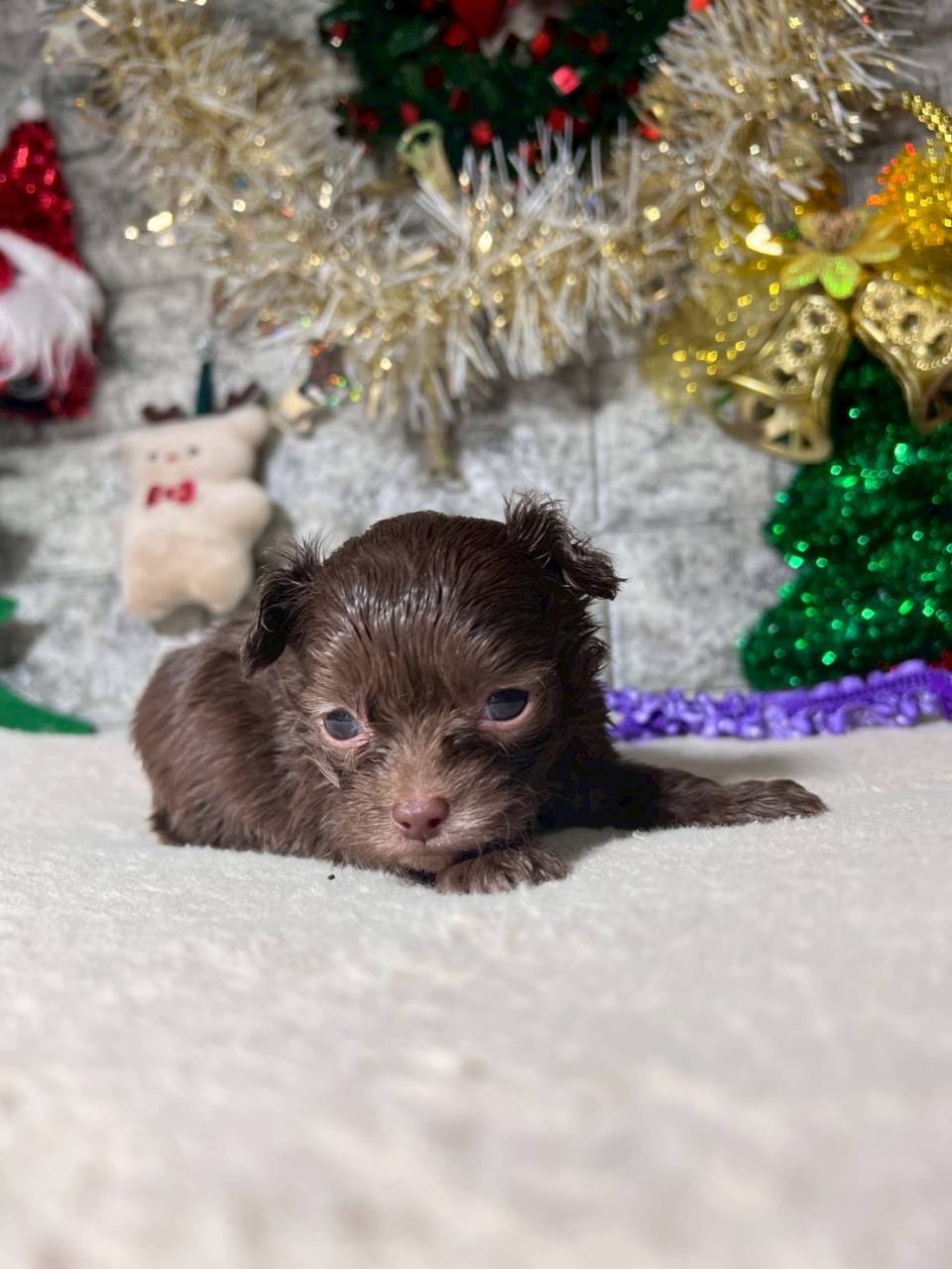 チワプー（チワワ×トイプードル）ご家族様が決まりました