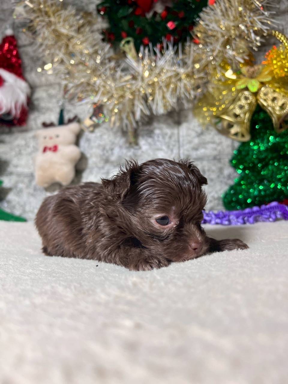 チワプー（チワワ×トイプードル）ご家族様が決まりました