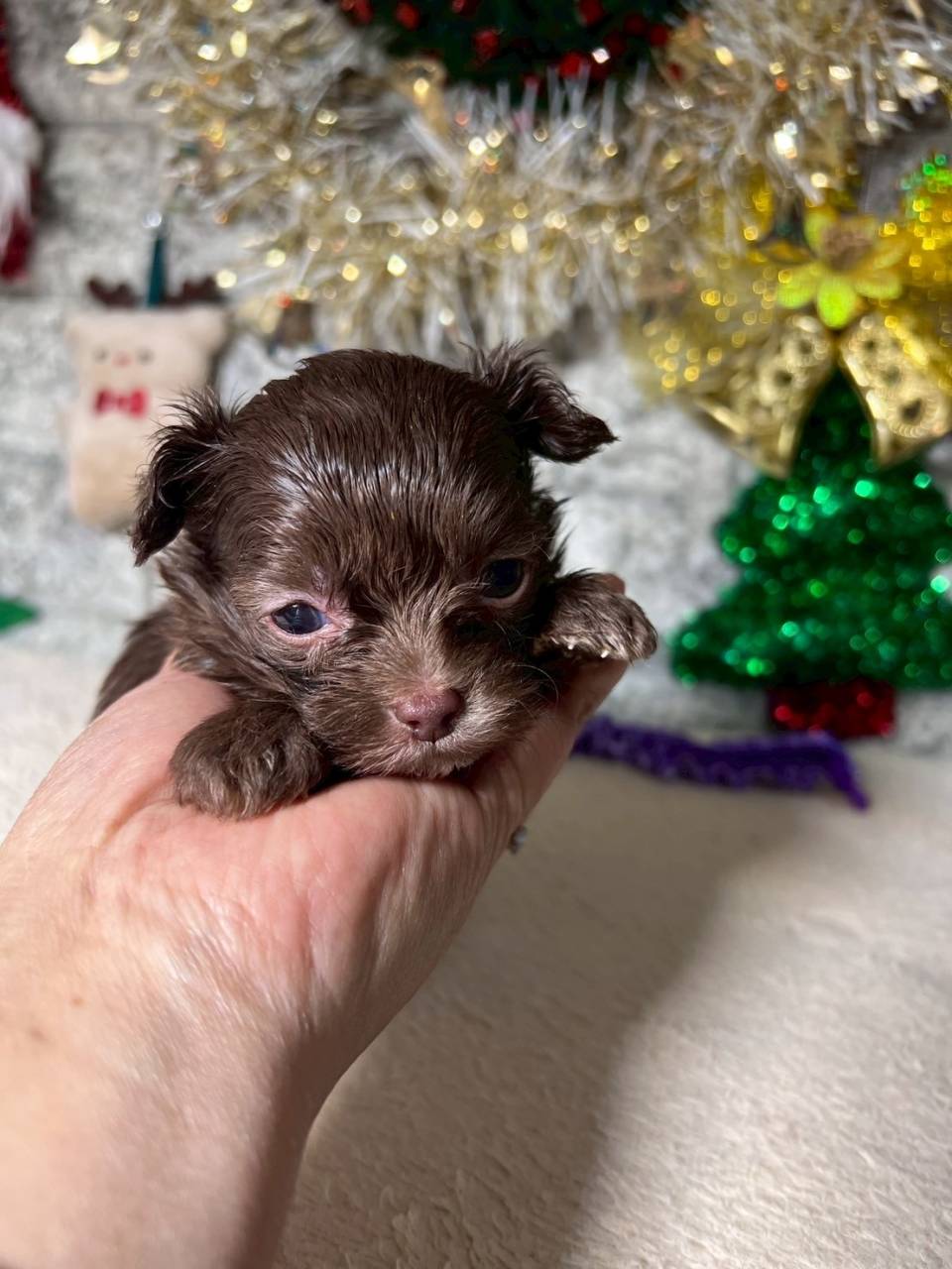 チワプー（チワワ×トイプードル）ご家族様が決まりました