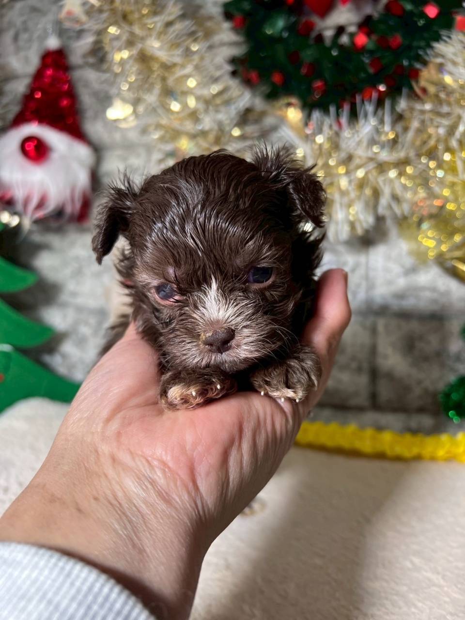 チワプー（チワワ×トイプードル）ご家族様が決まりました。