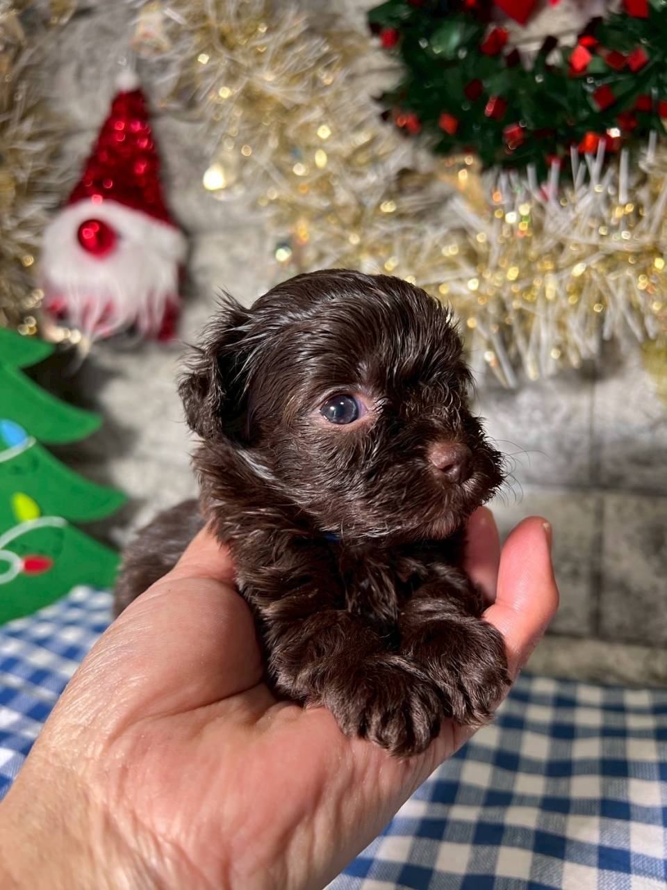 チワプー（チワワ×トイプードル）ご家族様が決まりました