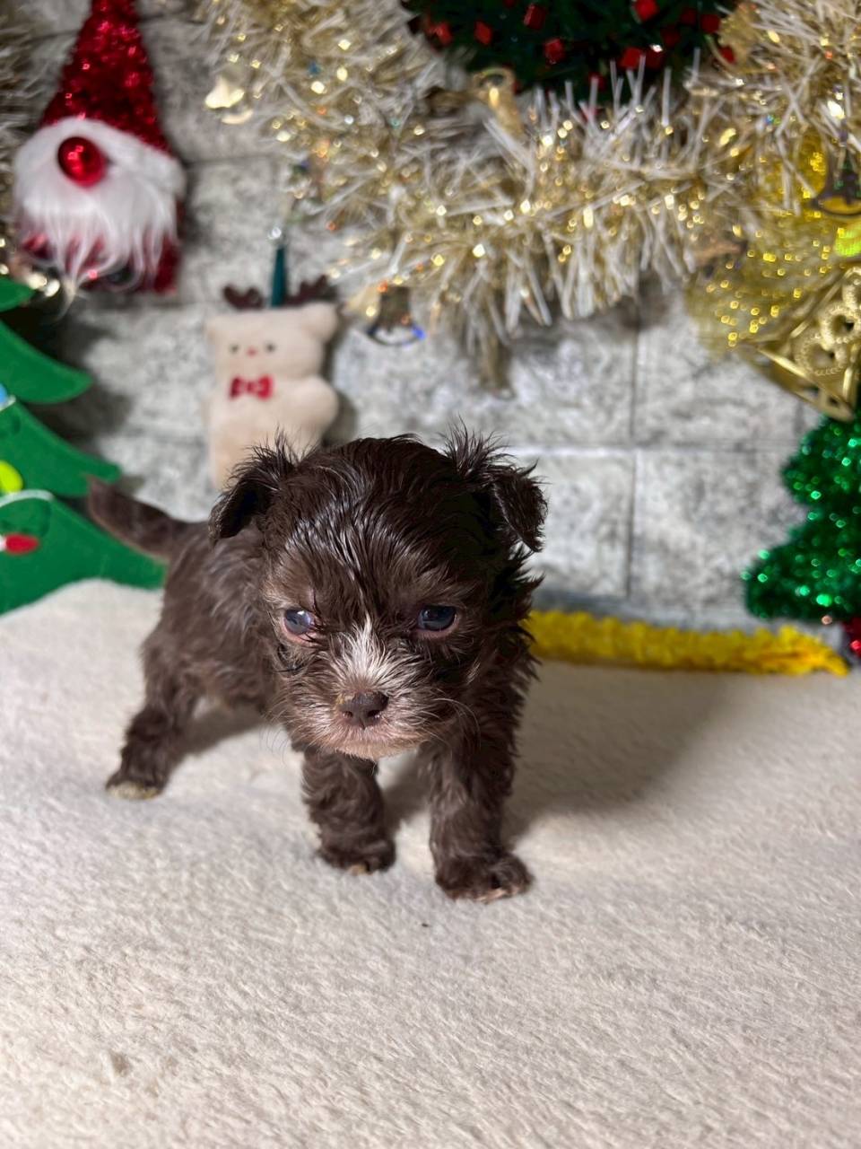 チワプー（チワワ×トイプードル）ご家族様が決まりました。