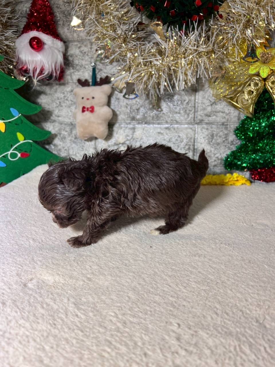 チワプー（チワワ×トイプードル）ご家族様が決まりました。