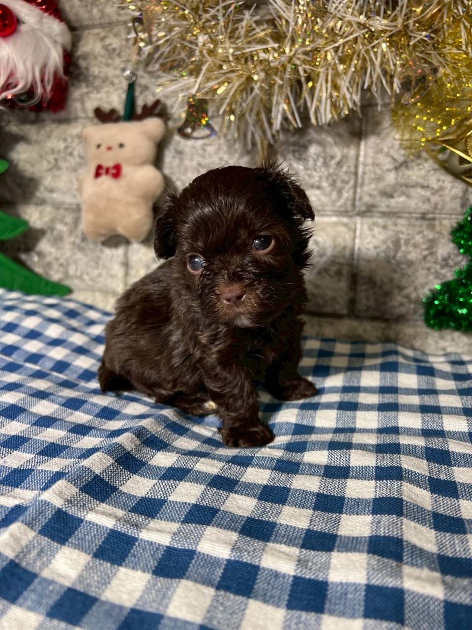 チワプー（チワワ×トイプードル）ご家族様が決まりました