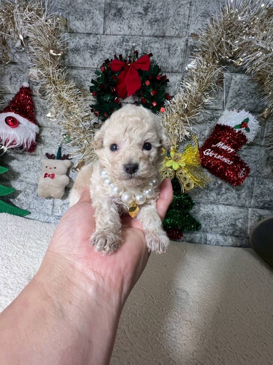 トイプードル　ご家族様が決まりました。