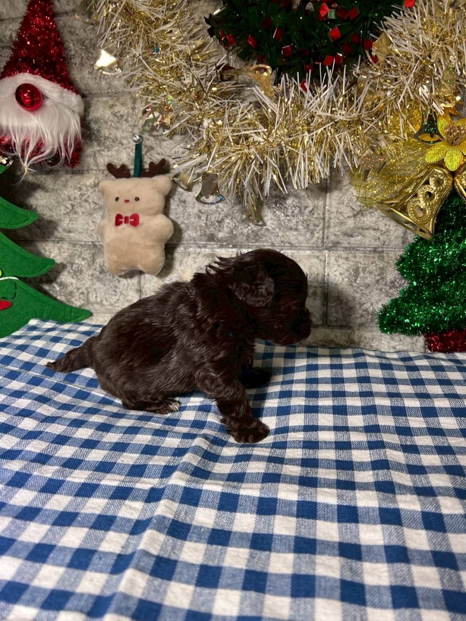 チワプー（チワワ×トイプードル）ご家族様が決まりました