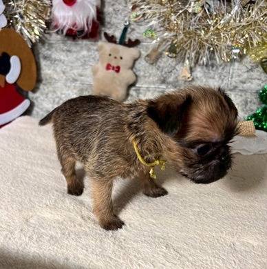 ブリュッセルグリフォン　ご家族様が決まりました。