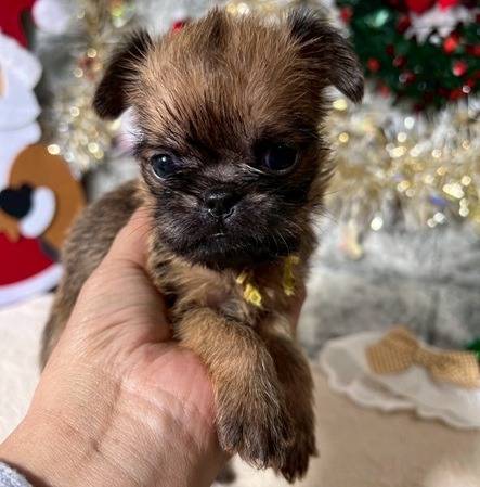 ブリュッセルグリフォン　ご家族様が決まりました。