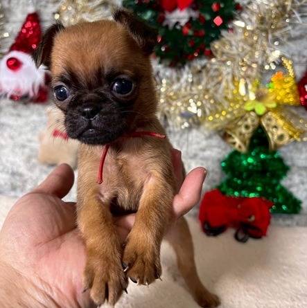 ブリュッセルグリフォン　ご家族様が決まりました