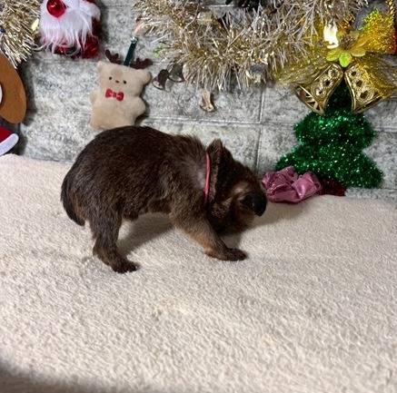 ブリュッセルグリフォン　ご家族様が決まりました。