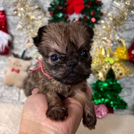 ブリュッセルグリフォン　ご家族様が決まりました。