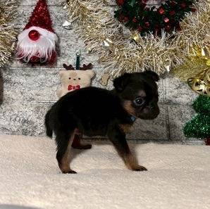 ベルジアングリフォン　ご家族様募集中です。