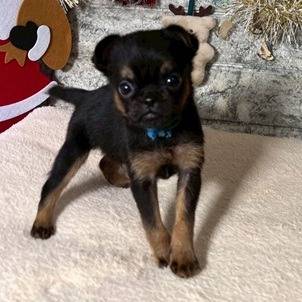 ベルジアングリフォン　ご家族様募集中です。