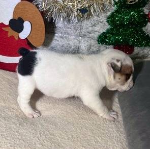 ブルドッグ　ご家族様が決まりました。