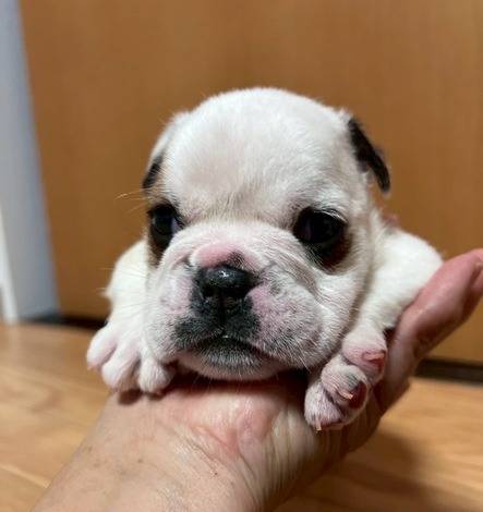 ブルドッグ　ご家族様が決まりました。