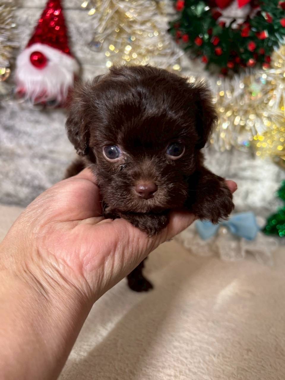 チワプー（チワワ×トイプードル）ご家族様が決まりました