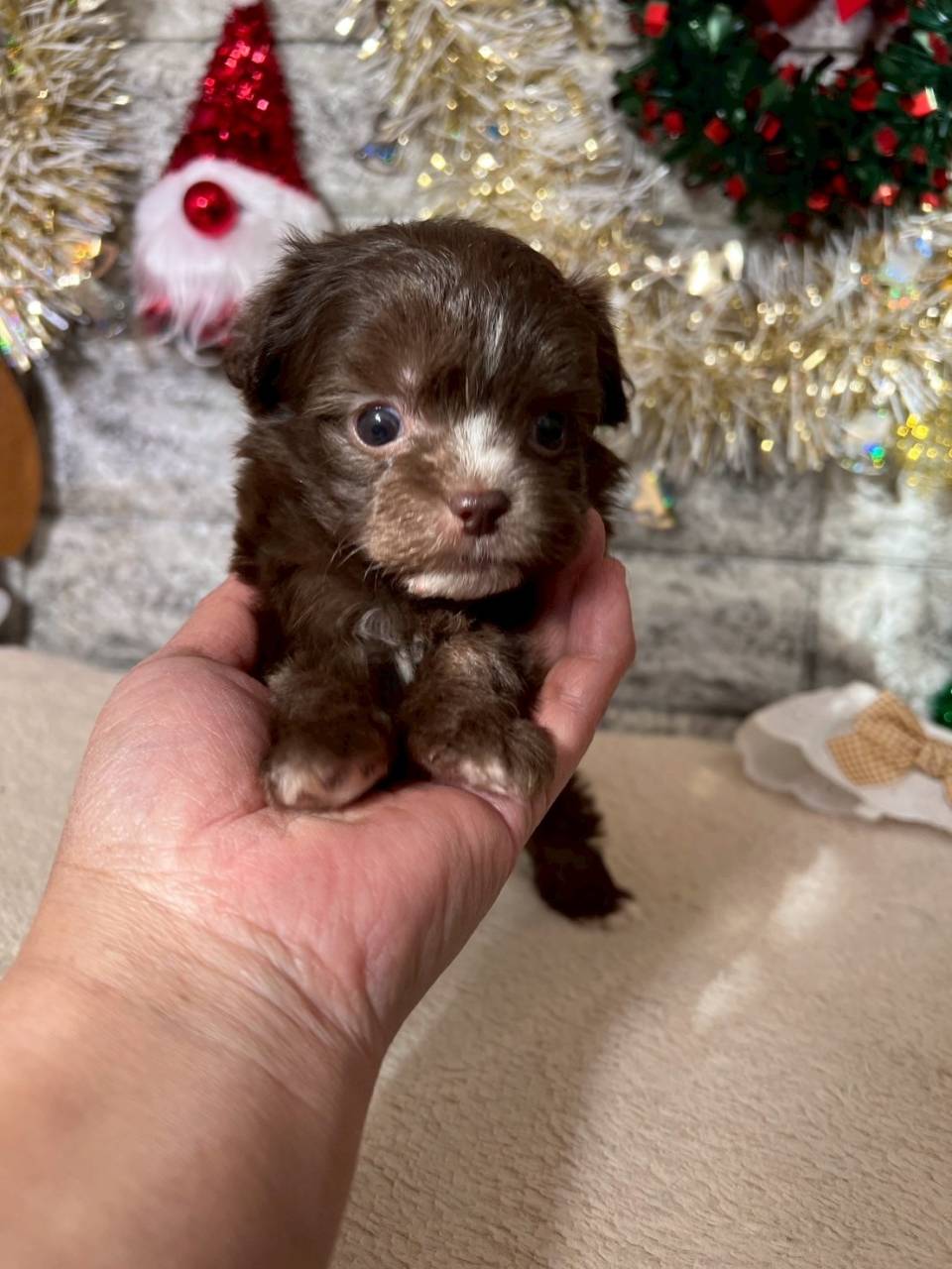 チワプー（チワワ×トイプードル）ご家族様が決まりました。