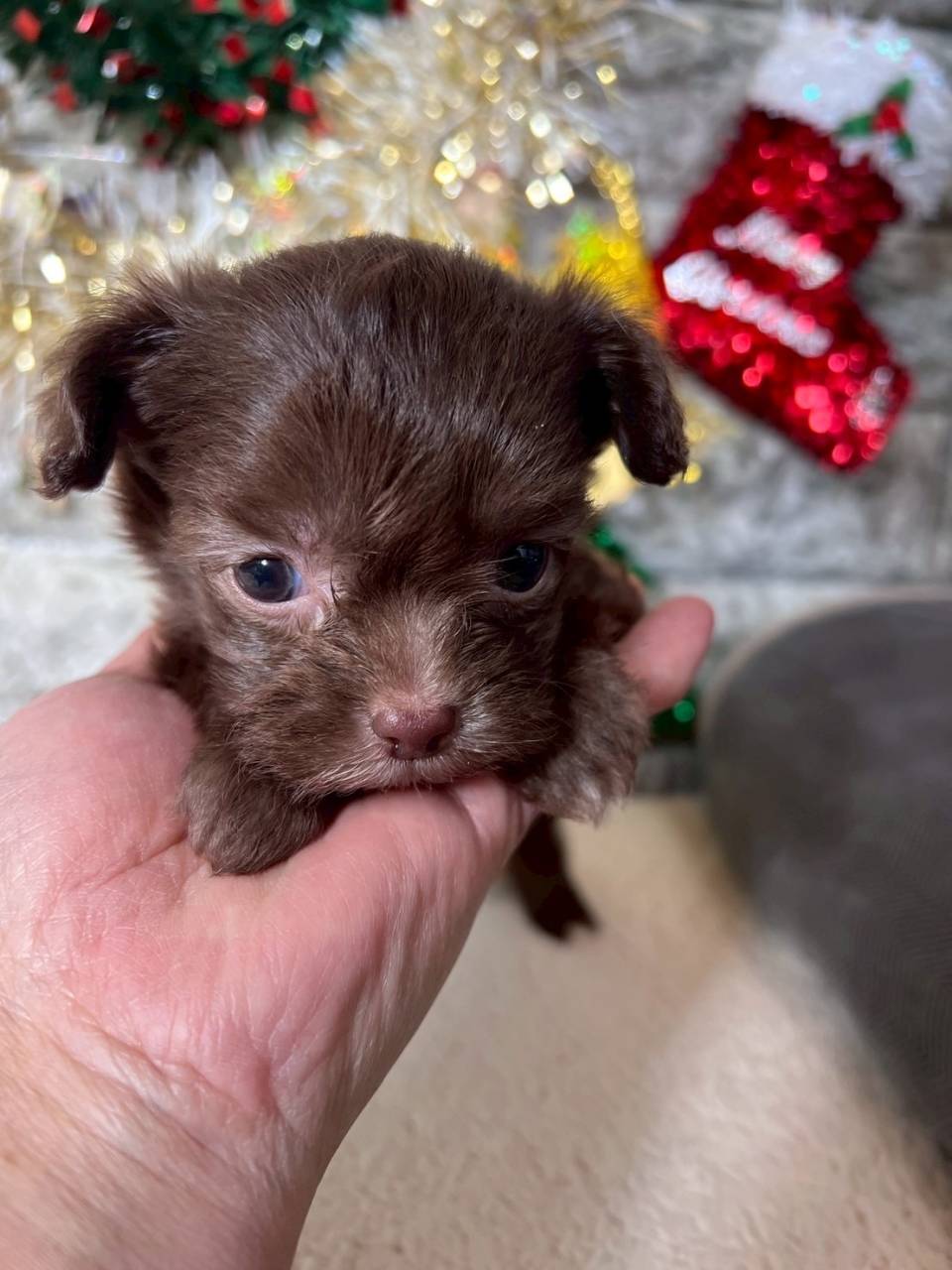 チワプー（チワワ×トイプードル）ご家族様が決まりました