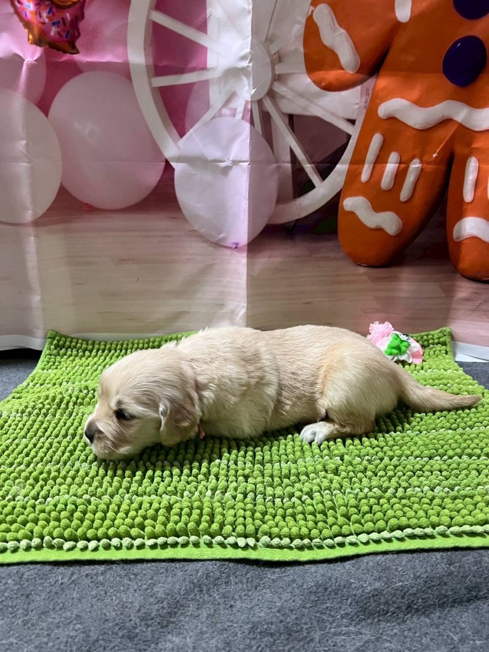 ゴールデンレトリーバー　ご家族様が決まりました