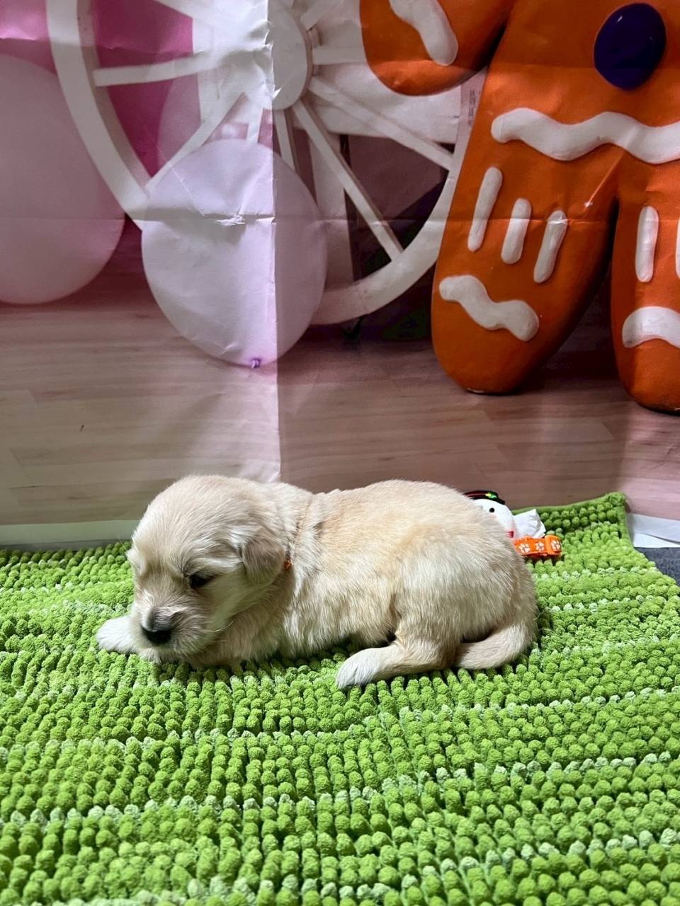 ゴールデンレトリーバー　ご家族様が決まりました