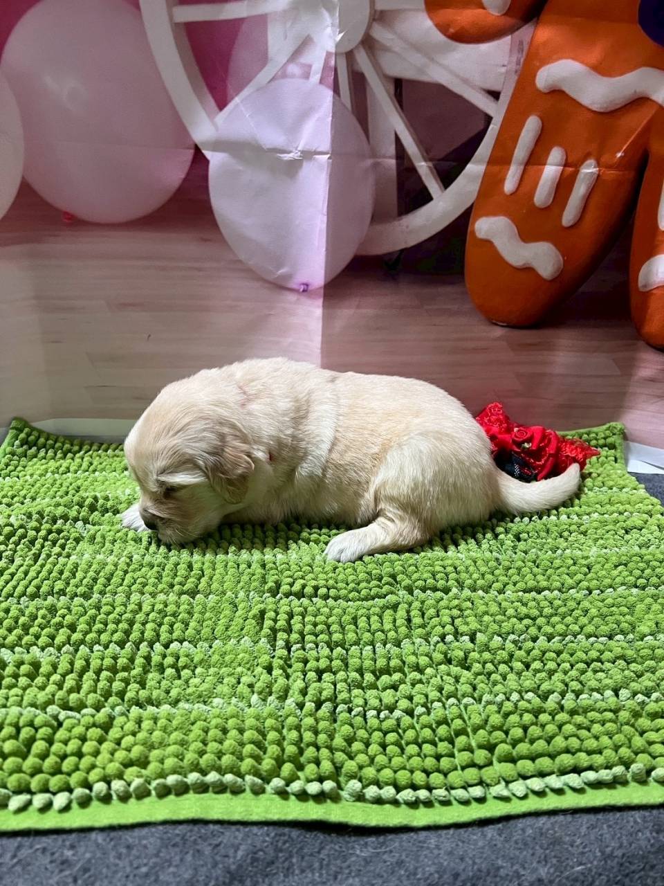 ゴールデンレトリーバー　ご家族様が決まりました