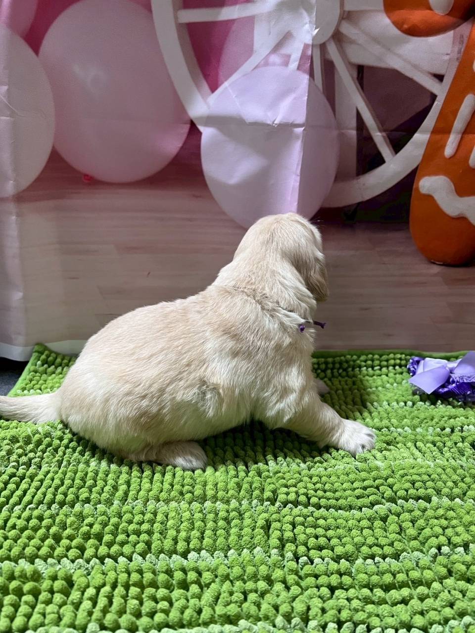 ゴールデンレトリーバー　ご家族様が決まりました