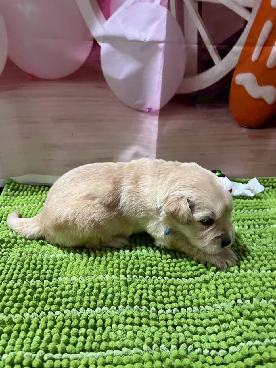 ゴールデンレトリーバー　ご家族様が決まりました