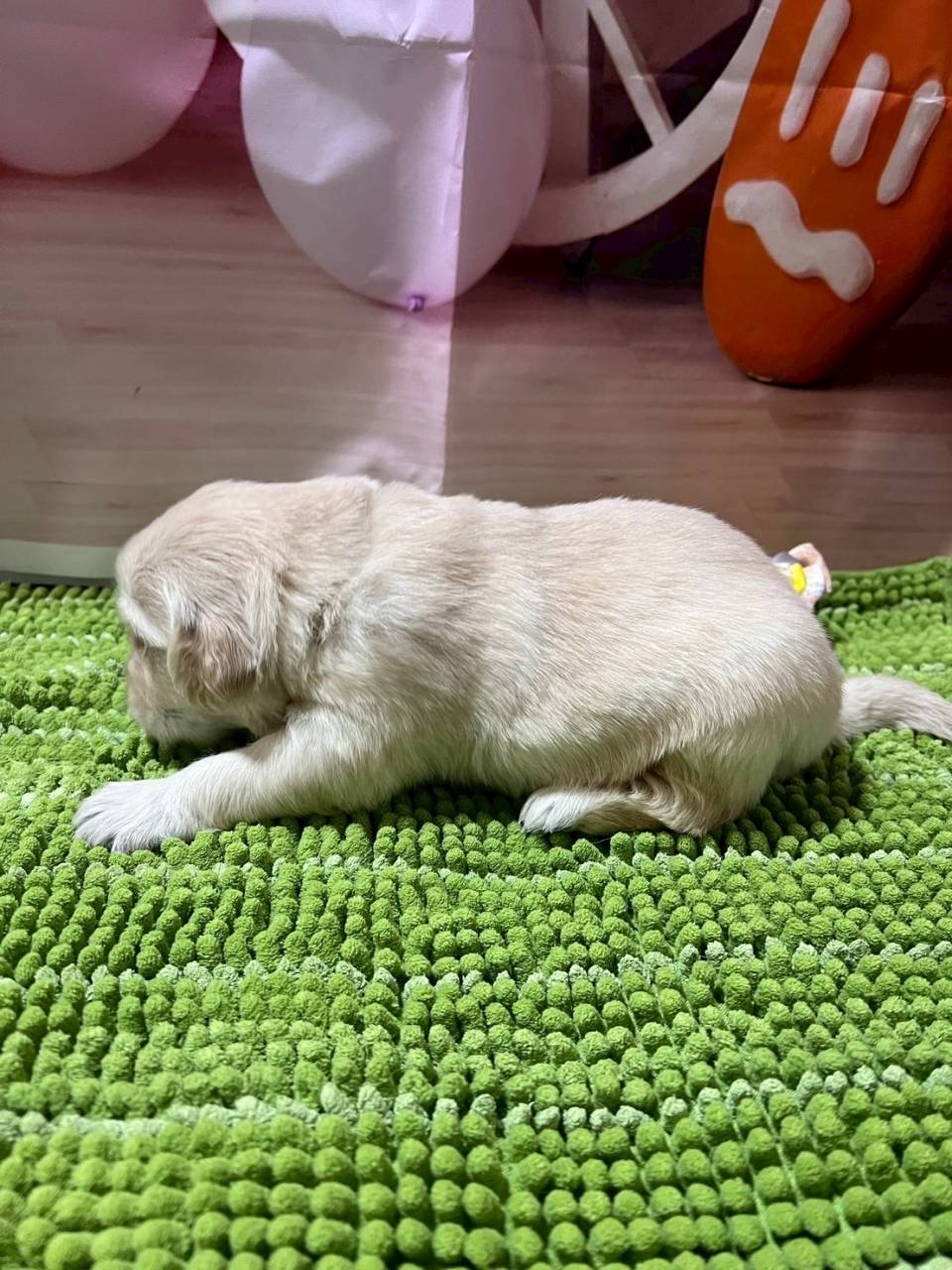 ゴールデンレトリーバー　ご家族様が決まりました