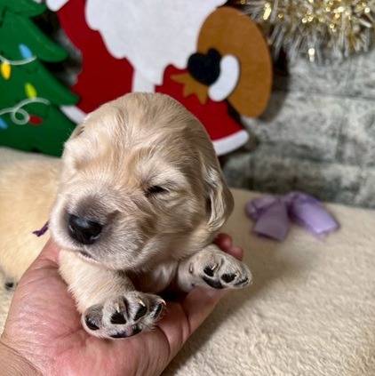 ゴールデンレトリーバー　ご家族様が決まりました